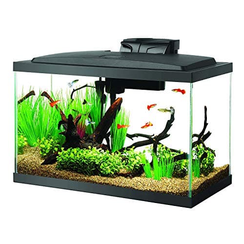Best Aquariums for Beginners 2026: Easy Starter Tanks We Tested