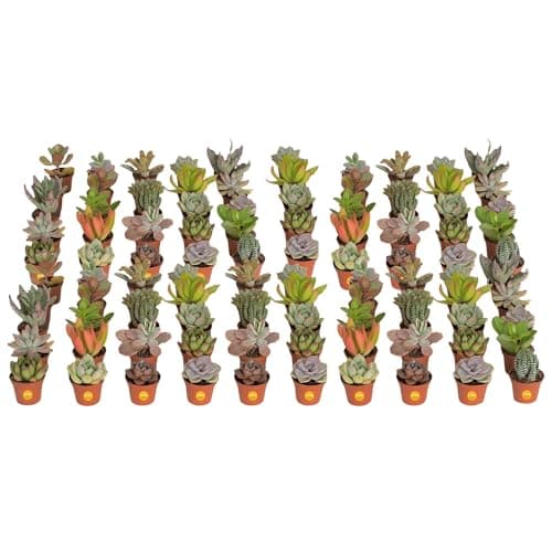 Costa Farms Mini Succulent Collection (Pack of 6) - image 1