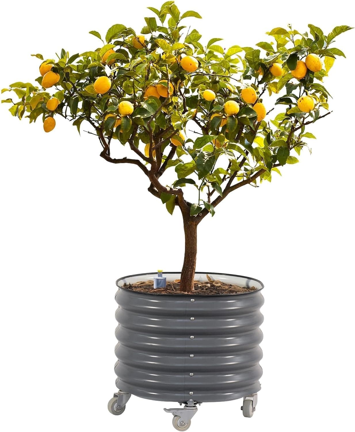 Vego Garden Self-Watering Rolling Citrus Planter - image 1