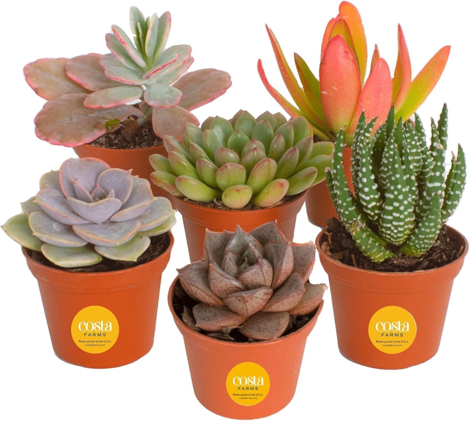 Costa Farms Mini Succulent Collection (Pack of 6)